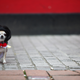 Illustration for article titled The Absolute Cutest Dog Cosplay of All Time